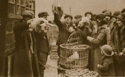 Comprando aves vivas en un mercado de vendedores ambulantes en el Caledonian Market